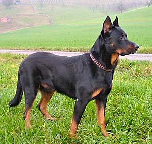 Beauceron