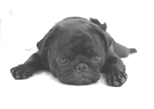 Tit chien